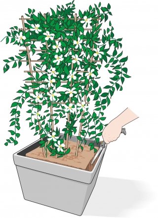 rinvaso gelsomino aggrappato al graticcio con solchi nel terreno