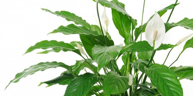 Piante Da Appartamento Spathiphyllum.Spatifillo Da Rinvasare E Moltiplicare Cure Pianta Cose Di Casa