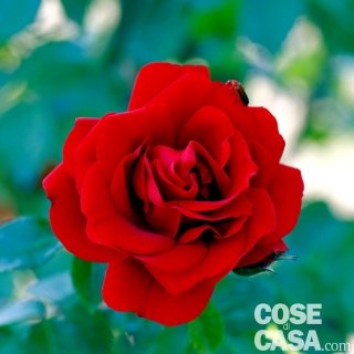 Rosa-Amadeus Rosa-Amadeus
