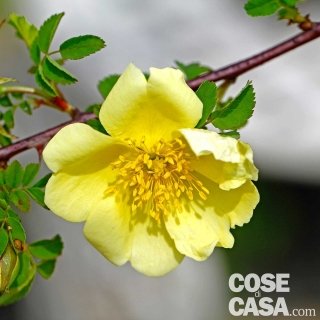 Rosa-Canary-bird Rosa-Canary-bird