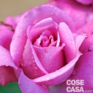 Rosa-Charles-de-Gaulle Rosa-Charles-de-Gaulle