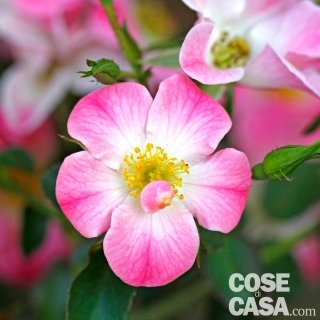Rosa-Cumbaya Rosa-Cumbaya
