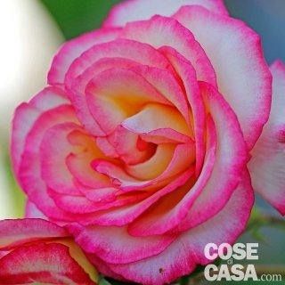 Rosa-Handel Rosa-Handel