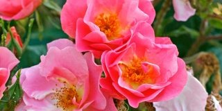 Nove rose bellissime