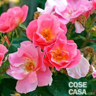 Rosa-Pink-robusta Rosa-Pink-robusta