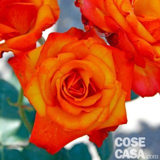 Rosa-Tempi-moderni Rosa-Tempi-moderni