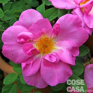 Rosa-rugosa-Pussy Rosa-rugosa-Pussy
