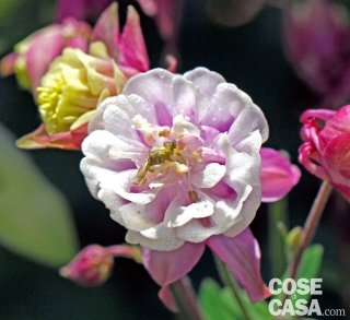 Aquilegia Double Winky red/white con i caratteristici colori bianco e rosso.