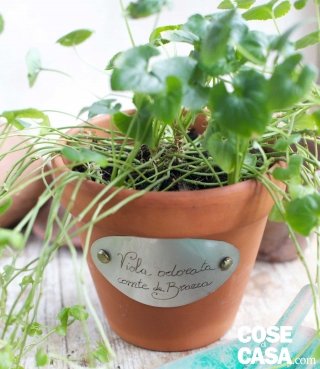 etichetta su vaso per ricordare nome piante etichetta su vaso per ricordare nome piante