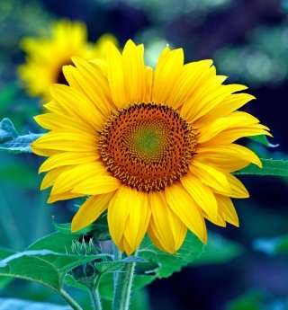 girasole girasole