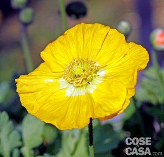 Papaver nudicaule "Wonderland", papavero dai fiori a coppa gialli.