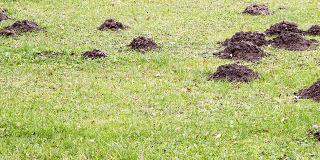 Talpe in giardino: che fare?