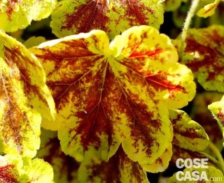 Heucherella "Solar Power": si riconosce per le meravigliose foglie giallo carico. Heucherella "Solar Power": si riconosce per le meravigliose foglie giallo carico.