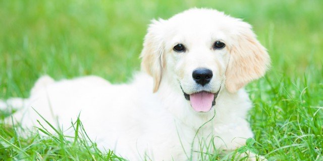 Il cane: regole di buona educazione cose di casa Regole di buona educazione