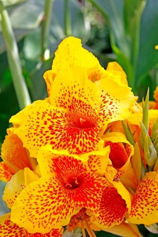 canna-hindica
