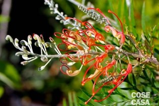 In foto, la grevillea banskii varietà Robin Gordon.