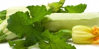 Le cure estive per le zucchine