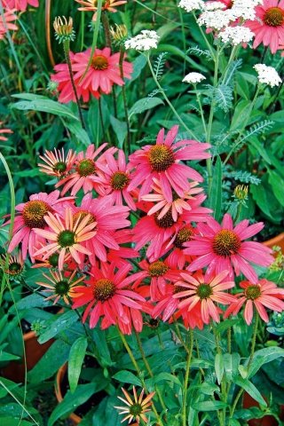 Echinacea