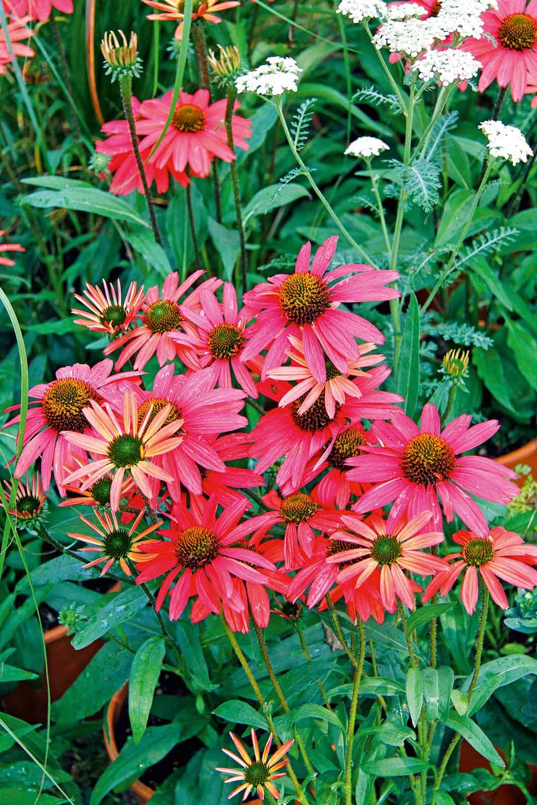 In pieno campo, l'echinacea crea aiuole dai colori sgargianti e vividi. In pieno campo, l'echinacea crea aiuole dai colori sgargianti e vividi.
