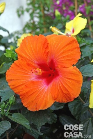 hibiscus-rosa-sinensis hibiscus-rosa-sinensis