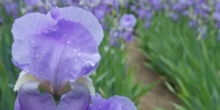Iris pallida blu