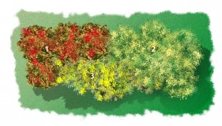 aiuola con Hamamelis mollis, Chimonanthus praecox, Mahonia japonica