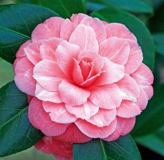 camelia camelia