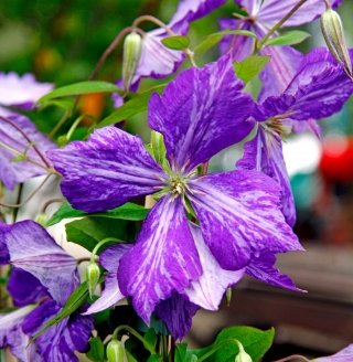 Il fiore di clematis è piuttosto grande e presenta innumerevoli varietà di colore, che vanno dal violetto al rosa, dal bianco al giallo. Il fiore di clematis è piuttosto grande e presenta innumerevoli varietà di colore, che vanno dal violetto al rosa, dal bianco al giallo.