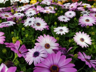 Daisy,Flower,Or,Dimorfoteca,Flower Daisy,Flower,Or,Dimorfoteca,Flower