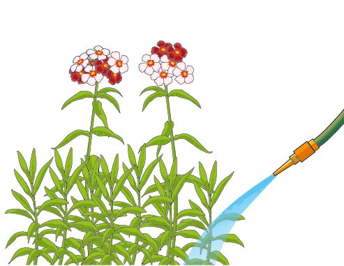 Durante le annaffiature prestare attenzione a non bagnare foglie e fiori del garofano dei poeti che potrebbero danneggiarsi. Durante le annaffiature prestare attenzione a non bagnare foglie e fiori del garofano dei poeti che potrebbero danneggiarsi.
