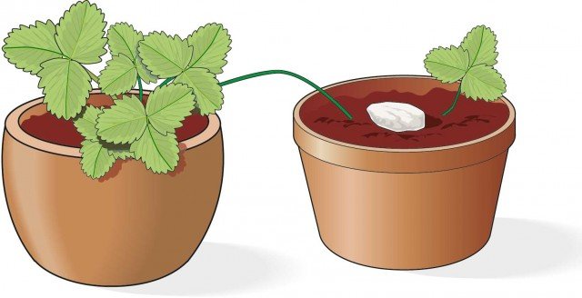inserire la parte dello stolone di fragola più prossima alla pianta madre sotto un centimetro di terra nel nuovo vaso inserire la parte dello stolone di fragola più prossima alla pianta madre sotto un centimetro di terra nel nuovo vaso