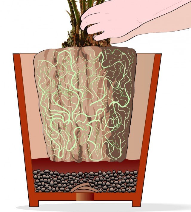 Preparare il nuovo contenitore con uno strato di materiale drenante sul fondo (argilla espansa), poi aggiungere il terriccio e la Areca catechu Preparare il nuovo contenitore con uno strato di materiale drenante sul fondo (argilla espansa), poi aggiungere il terriccio e la Areca catechu