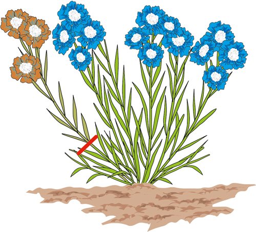 Per ottenere una fioritura continua della scabiosa caucasica, togliere i fiori appassiti tagliando i fusti all’altezza del primo nodo. Per ottenere una fioritura continua della scabiosa caucasica, togliere i fiori appassiti tagliando i fusti all’altezza del primo nodo.