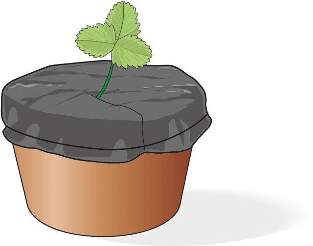 Sulla superficie del nuovo vaso della fragola adagiare un telo plastico nero in modo che l’umidità possa essere trattenuta e da scongiurare la crescita di erbe infestanti. Sulla superficie del nuovo vaso della fragola adagiare un telo plastico nero in modo che l’umidità possa essere trattenuta e da scongiurare la crescita di erbe infestanti.