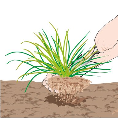 scalzare la pianta aromatica sollevando in parte l’apparato radicale scalzare la pianta aromatica sollevando in parte l’apparato radicale