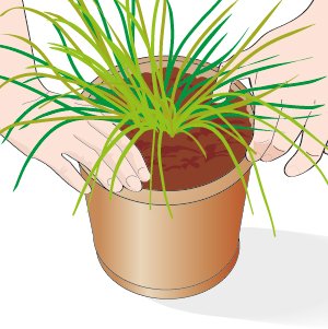 Introdurre la pianta aromatica nel vasetto Introdurre la pianta aromatica nel vasetto