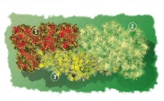 aiuola profumata in inverno