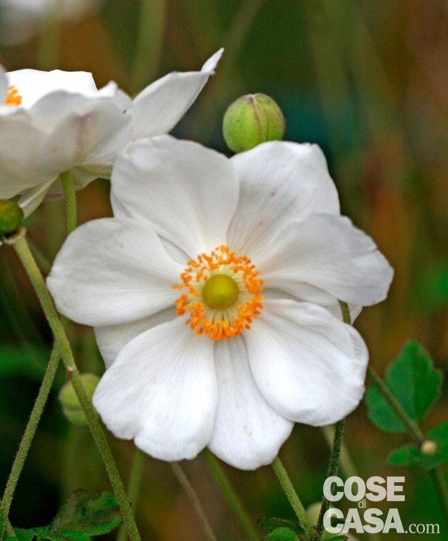 Honorine Jobert anemone giapponese bianco puro Honorine Jobert anemone giapponese bianco puro