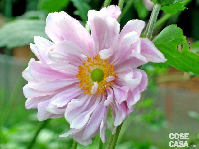 Koenigin Charlotte anemone giapponese rosa chiaro Koenigin Charlotte anemone giapponese rosa chiaro