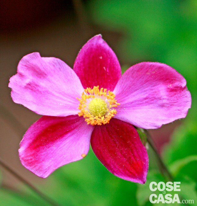 anemone giapponese Superba rosa porpora anemone giapponese Superba rosa porpora