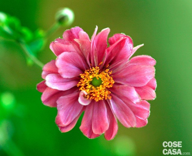 Pamina anemone giapponese rosa intenso Pamina anemone giapponese rosa intenso