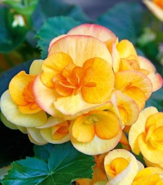 begonia begonia