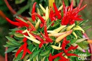 Capsicum annum “Diavolicchio”, peperoncino rosso e arancione.