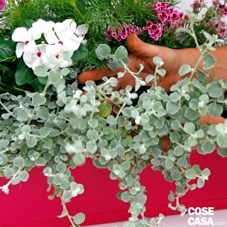 cassetta-4 cassetta-4