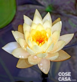 Ninfea varietà Clyde Ikins, dal bellissimo colore giallo pastello.