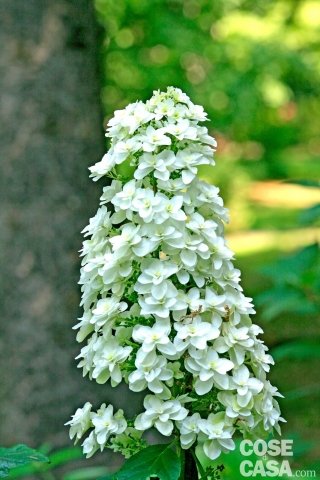 Ortensia - Hygdrangea quercifolia “Snow Queen” bianca neve Ortensia - Hygdrangea quercifolia “Snow Queen” bianca neve