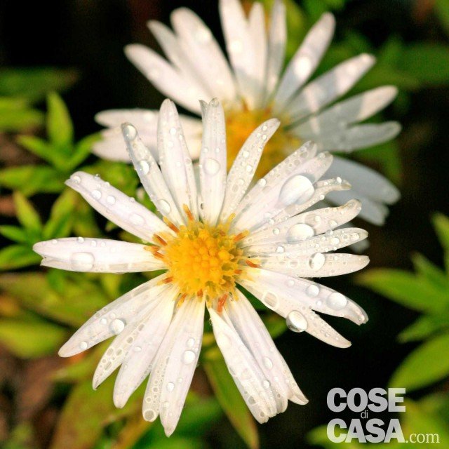 Aster n. b. Snow cushion bianchi Aster n. b. Snow cushion bianchi