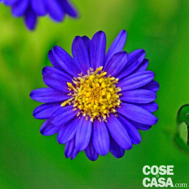 Aster ageratoides Ezo Murazaki blu Aster ageratoides Ezo Murazaki blu