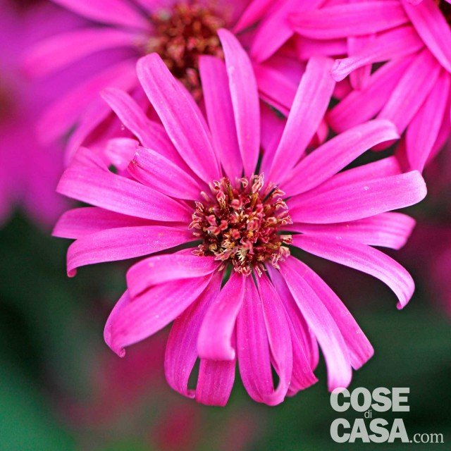 Aster novi belgii Neron colore rosa intenso Aster novi belgii Neron colore rosa intenso