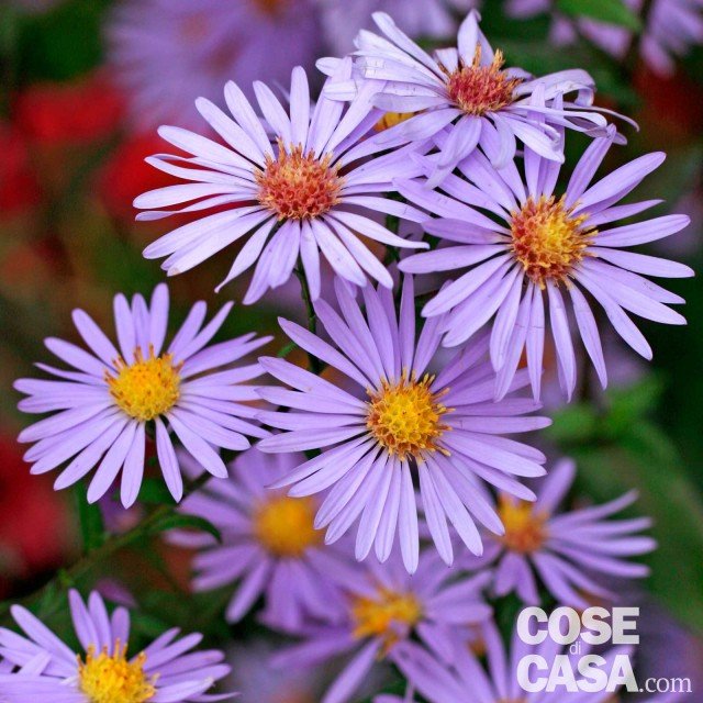 Aster twilight viola chiaro Aster twilight viola chiaro